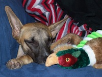 Allie sleeps with her toys