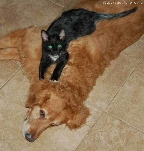 a black cat climbs on top of a sleeping dog