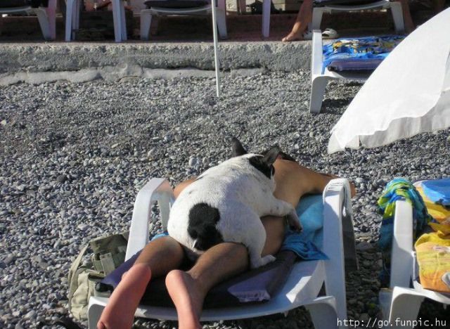 a dog sprewls on top of a sunbather. the sunbather has no obvious swim wear, so the dog is performing the duty of the swimsuit