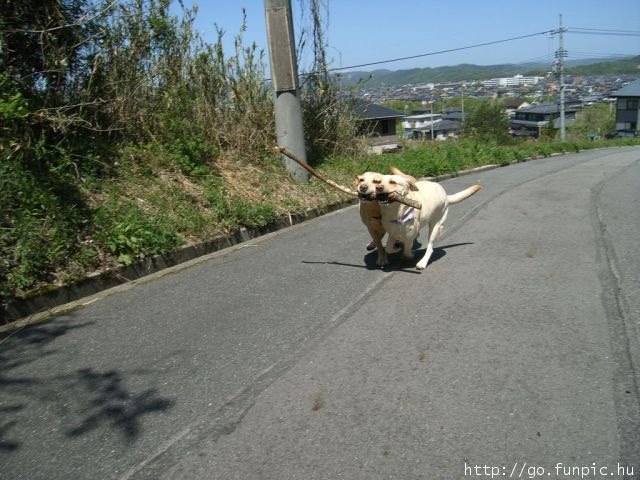 two dogs running side by side down the road with one huge stick in their mouths