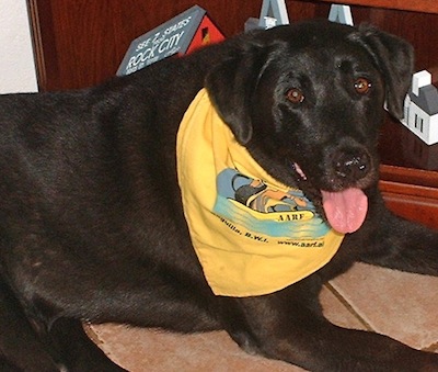 Please support AARF and treat yourself or your pet to a nice treat One of the many products you can buy for you pet or yourself are at the shelter. Things, like leashes, collars, toys, pet carriers, hats and bandanas
