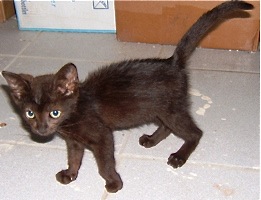 A photo of Millie as a kitten in the shelter