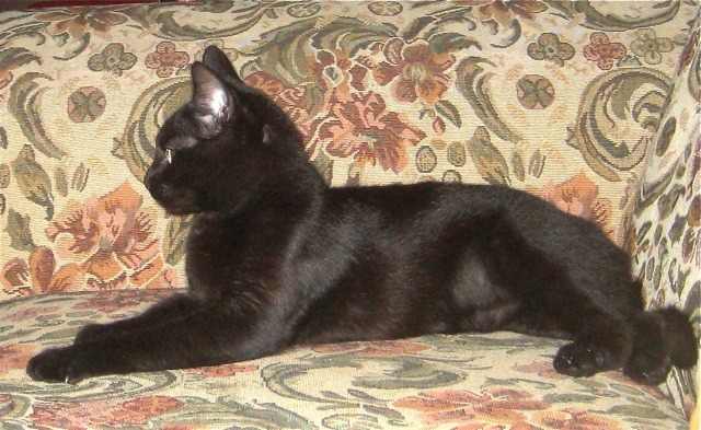 A photo of Millie as lovely, filled out, slek black cat a few months later, in December 2010