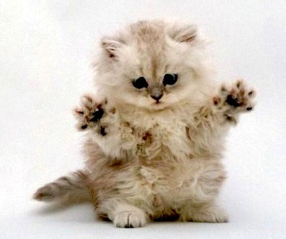 Humorous photo of a dog or cat doing something funny Funny photo of a dog or cat doing something funny