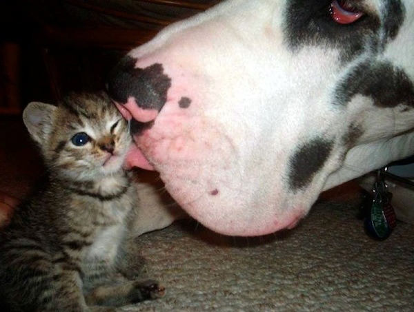 Humorous photo of a dog or cat doing something funny Funny photo of a dog or cat doing something funny