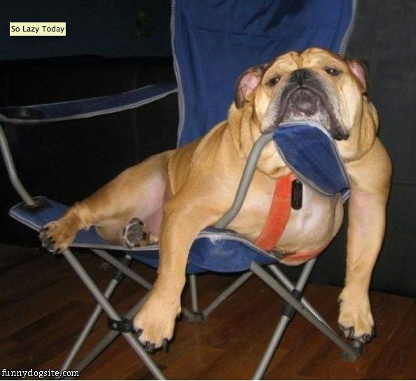 Humorous photo of a dog or cat doing something funny Funny photo of a dog or cat doing something funny