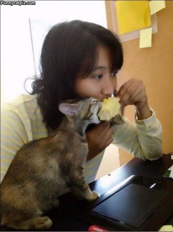 Humorous photo of a dog or cat doing something funny Funny photo of a dog or cat doing something funny