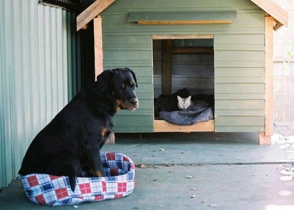 Funny photo of a dog or cat doing something funny