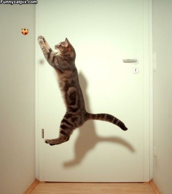 Humorous photo of a dog or cat doing something funny Funny photo of a dog or cat doing something funny