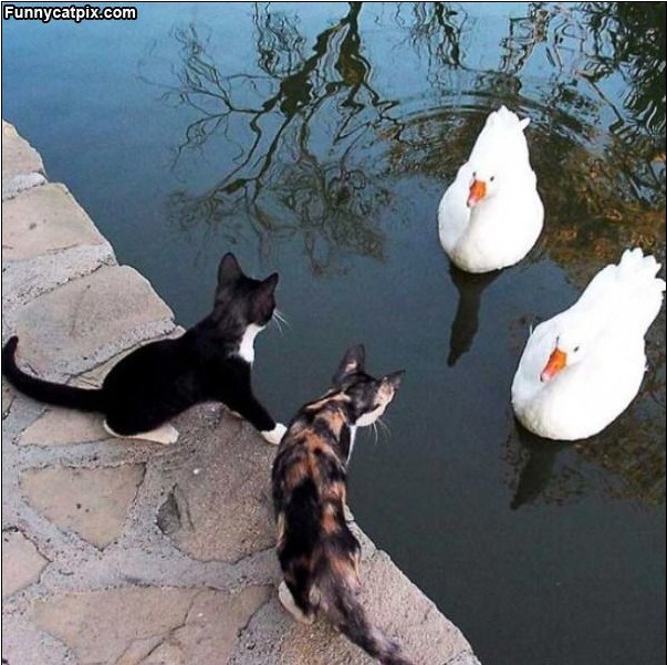 Humorous photo of a dog or cat doing something funny Funny photo of a dog or cat doing something funny