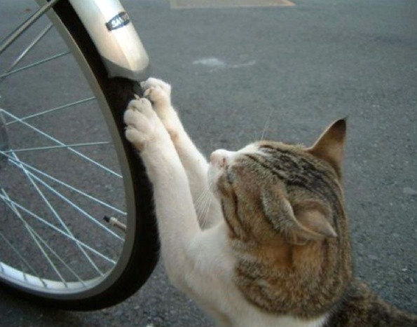 Humorous photo of a dog or cat doing something funny Funny photo of a dog or cat doing something funny