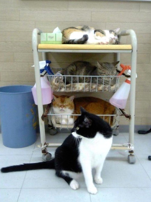 Humorous photo of a dog or cat doing something funny Funny photo of a dog or cat doing something funny