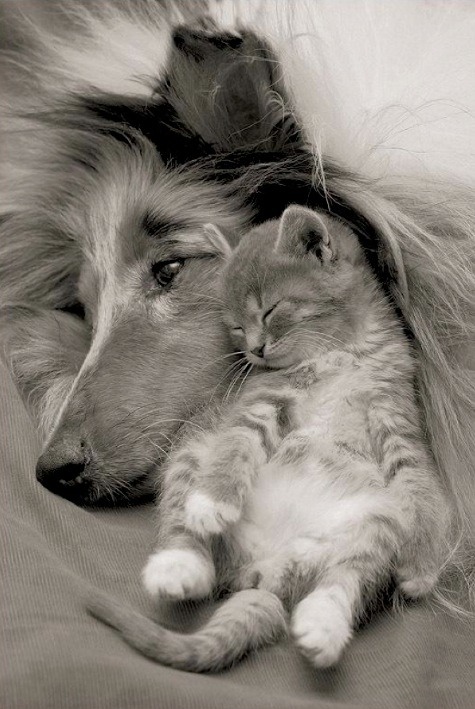 Humorous photo of a dog or cat doing something funny Funny photo of a dog or cat doing something funny