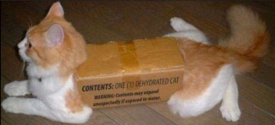 Humorous photo of a dog or cat doing something funny Funny photo of a dog or cat doing something funny