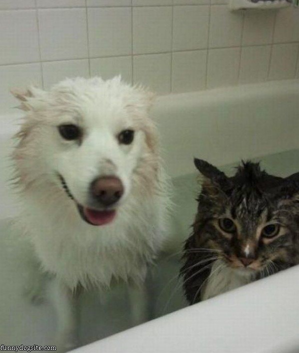 Humorous photo of a dog or cat doing something funny Funny photo of a dog or cat doing something funny