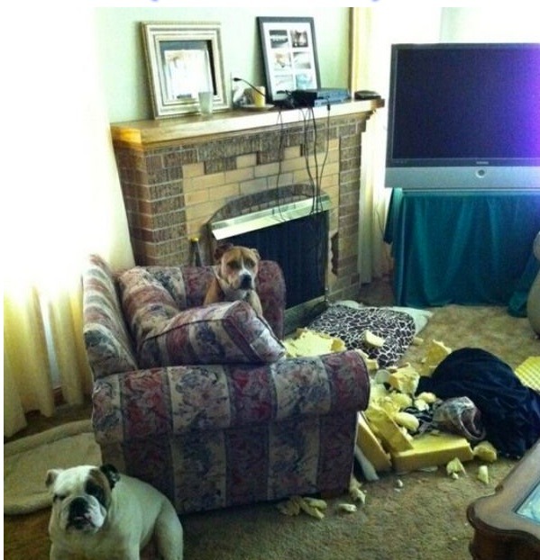 Humorous photo of a dog or cat doing something funny Funny photo of a dog or cat doing something funny