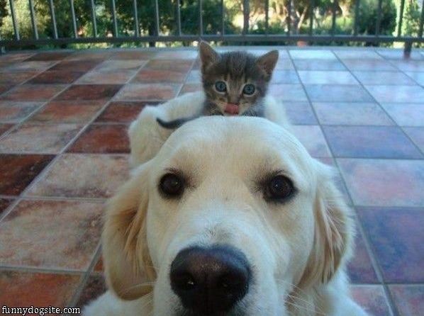 Humorous photo of a dog or cat doing something funny Funny photo of a dog or cat doing something funny