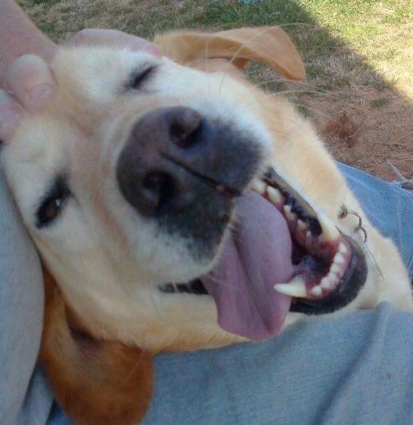 Humorous photo of a dog or cat doing something funny Funny photo of a dog or cat doing something funny