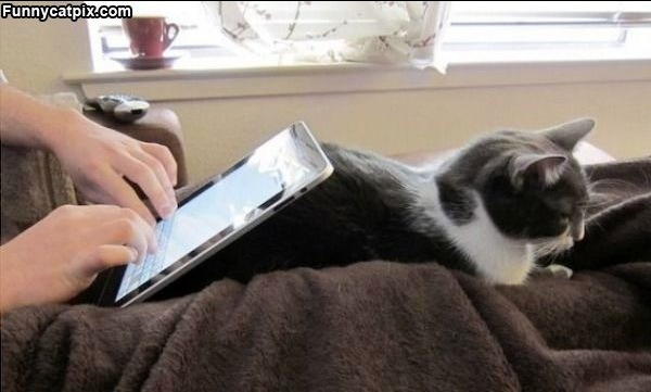 Humorous photo of a dog or cat doing something funny Funny photo of a dog or cat doing something funny