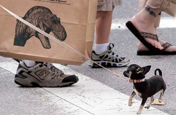 Humorous photo of a dog or cat doing something funny Funny photo of a dog or cat doing something funny