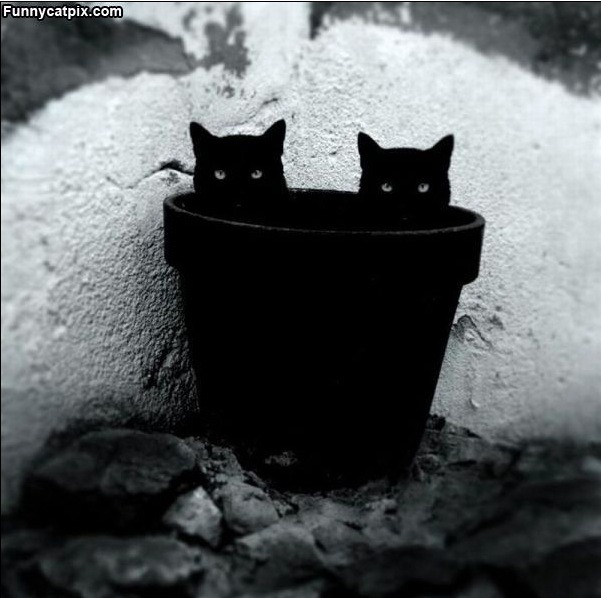 Humorous photo of a dog or cat doing something funny Funny photo of a dog or cat doing something funny