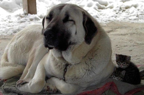 Funny photo of a dog or cat doing something funny