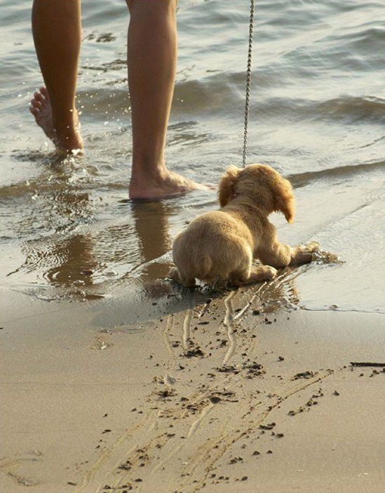 Humorous photo of a dog or cat doing something funny Funny photo of a dog or cat doing something funny
