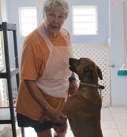 A photo showing a day in the life of an AARF volunteer