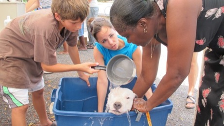 A photo from the puppy wash event in the Valley in 2013