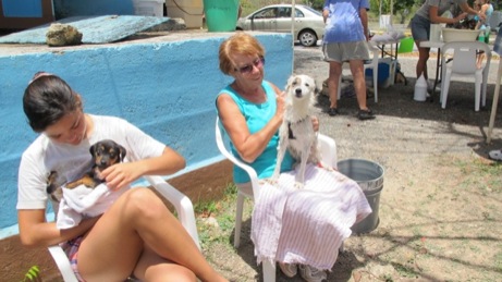 A photo from the puppy wash event in the Valley in 2013