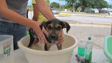 A photo from the puppy wash event in the Valley in 2013