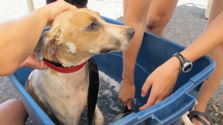 A photo from the puppy wash event in the Valley in 2013