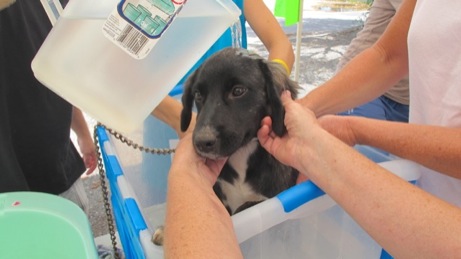 A photo from the puppy wash event in the Valley in 2013