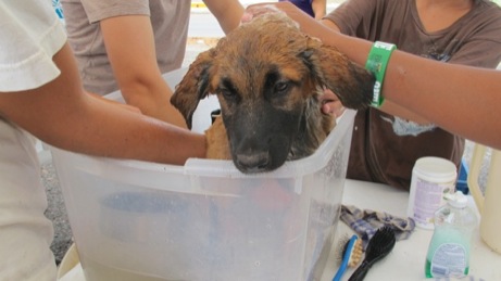 A photo from the puppy wash event in the Valley in 2013