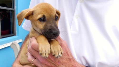 One of many puppies, kittens, dogs and cats being transported to a great new home