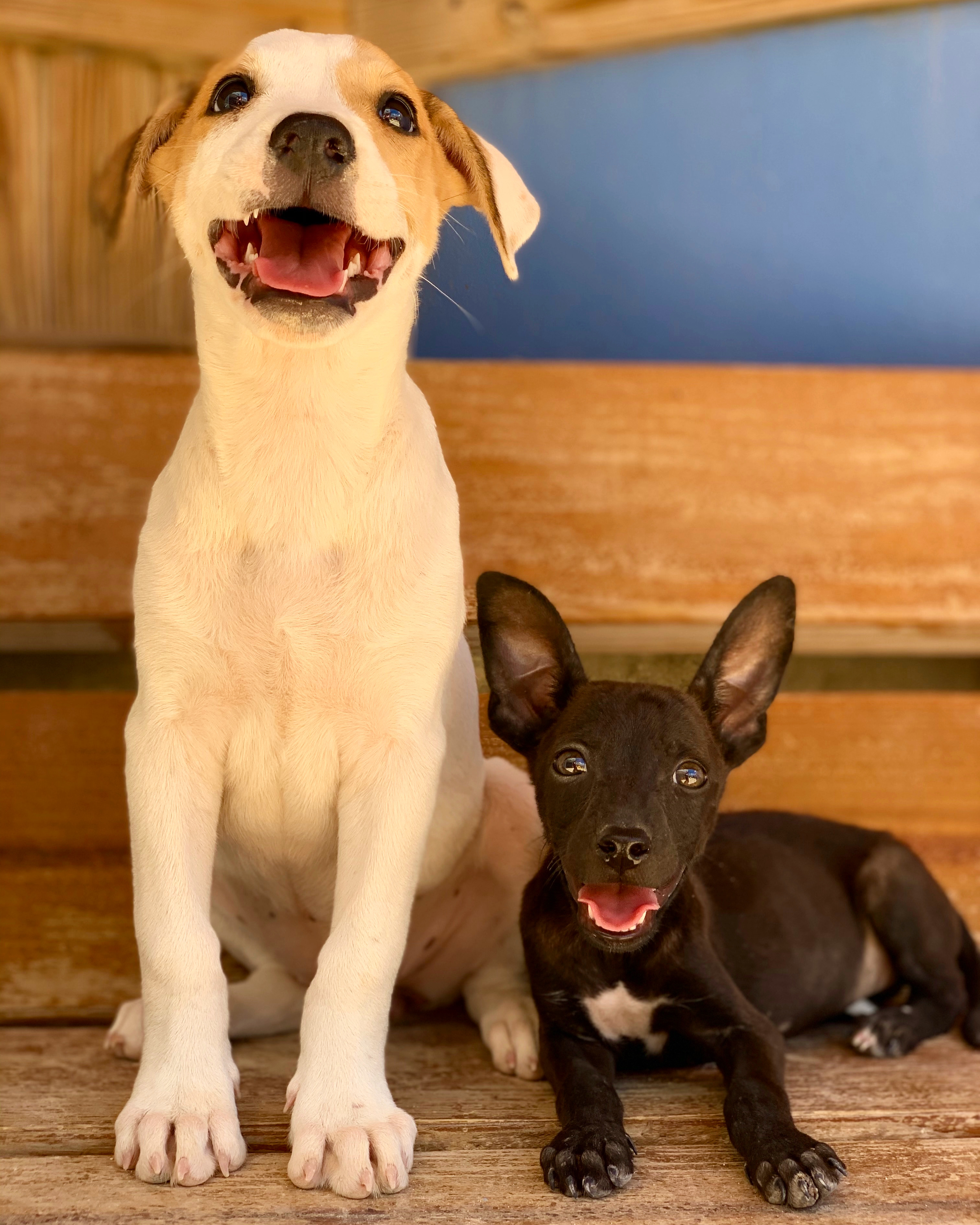A white and brown puppy sits with a smaller black puppy