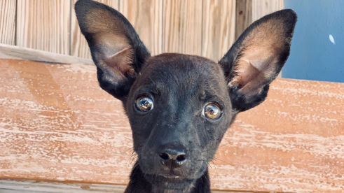 A black pointed-ear puppy