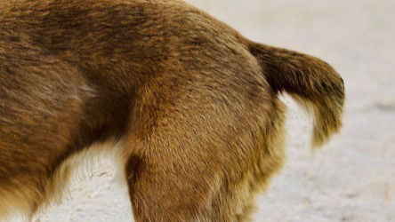 A short-tailed Anguilla Dog