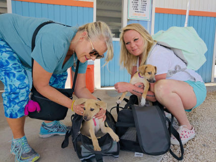 Two volunteers transporting puppies back to the USA from Anguilla