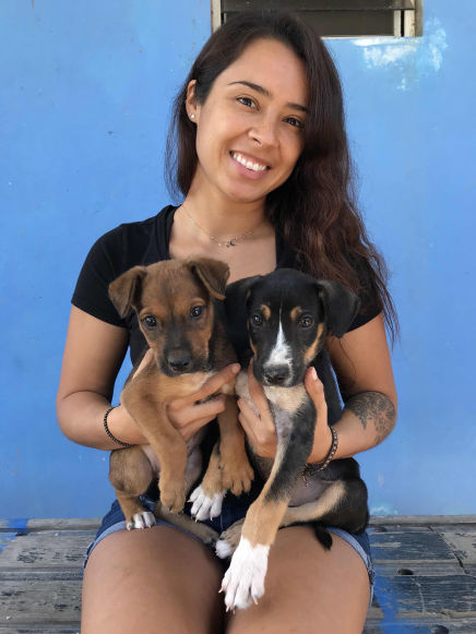 Adopted puppies leaving the AARF Anguilla shelter