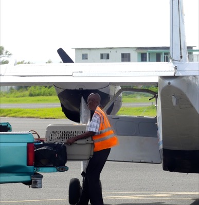 A photo from the AARF October 2017 airlift of dogs and cats from Anguilla to St. Maarten to Tennesse