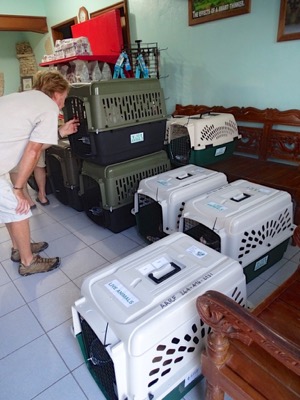 A photo from the AARF April 3, 2018 airlift of dogs and cats from Anguilla to St. Maarten to San Juan to Florida