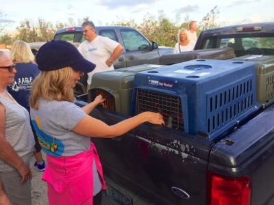 A photo from the AARF April 3, 2018 airlift of dogs and cats from Anguilla to St. Maarten to San Juan to Florida