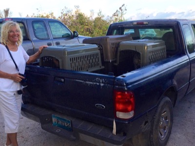 A photo from the AARF April 3, 2018 airlift of dogs and cats from Anguilla to St. Maarten to San Juan to Florida