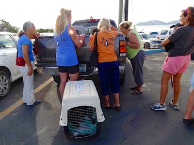 A photo from the AARF April 3, 2018 airlift of dogs and cats from Anguilla to St. Maarten to San Juan to Florida