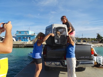 A photo from the AARF April 3, 2018 airlift of dogs and cats from Anguilla to St. Maarten to San Juan to Florida