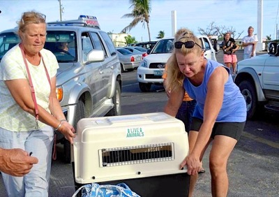 A photo from the AARF April 3, 2018 airlift of dogs and cats from Anguilla to St. Maarten to San Juan to Florida