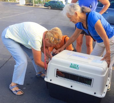 A photo from the AARF April 3, 2018 airlift of dogs and cats from Anguilla to St. Maarten to San Juan to Florida