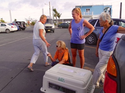 A photo from the AARF April 3, 2018 airlift of dogs and cats from Anguilla to St. Maarten to San Juan to Florida