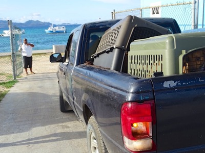 A photo from the AARF April 3, 2018 airlift of dogs and cats from Anguilla to St. Maarten to San Juan to Florida